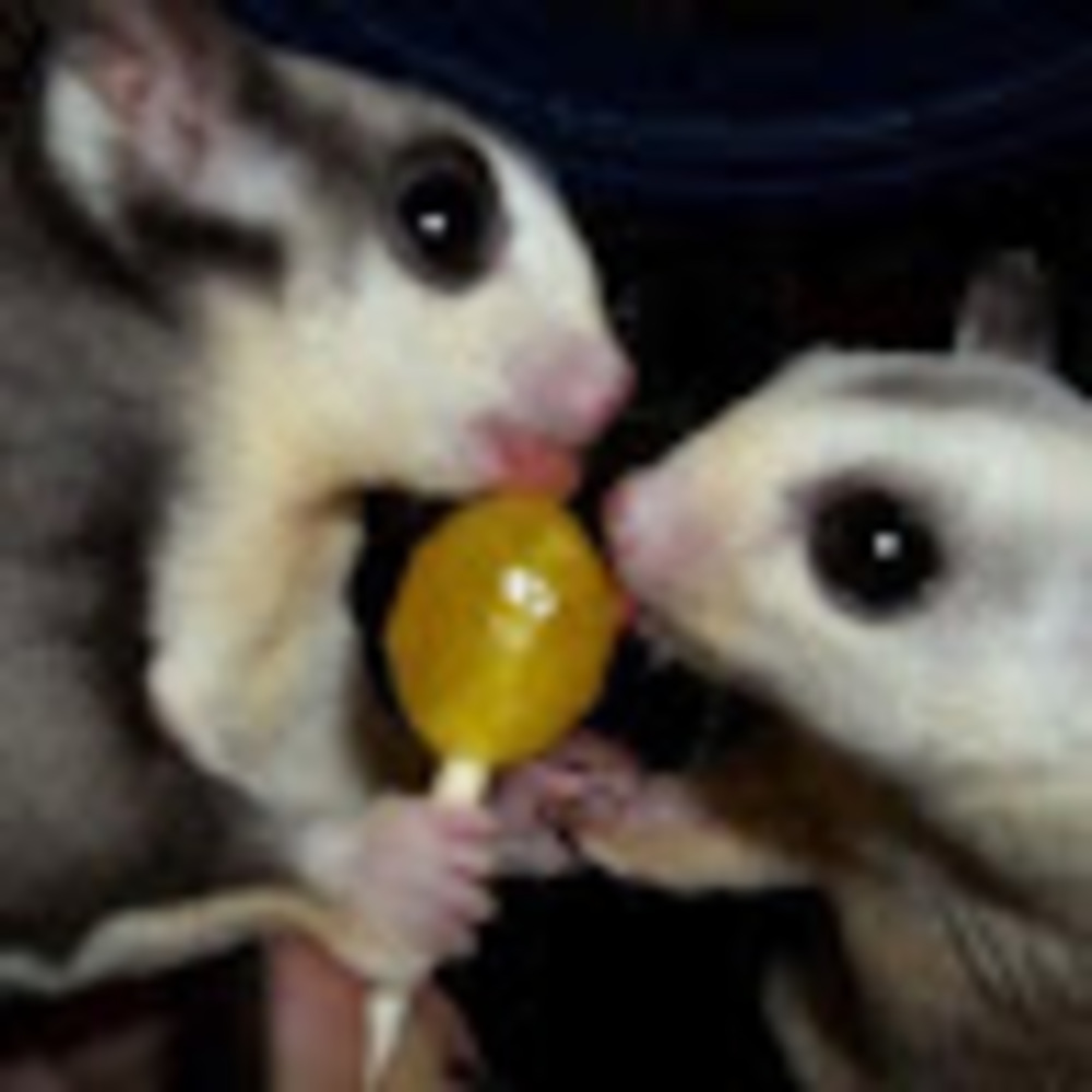 Meet your Posher, Kiki